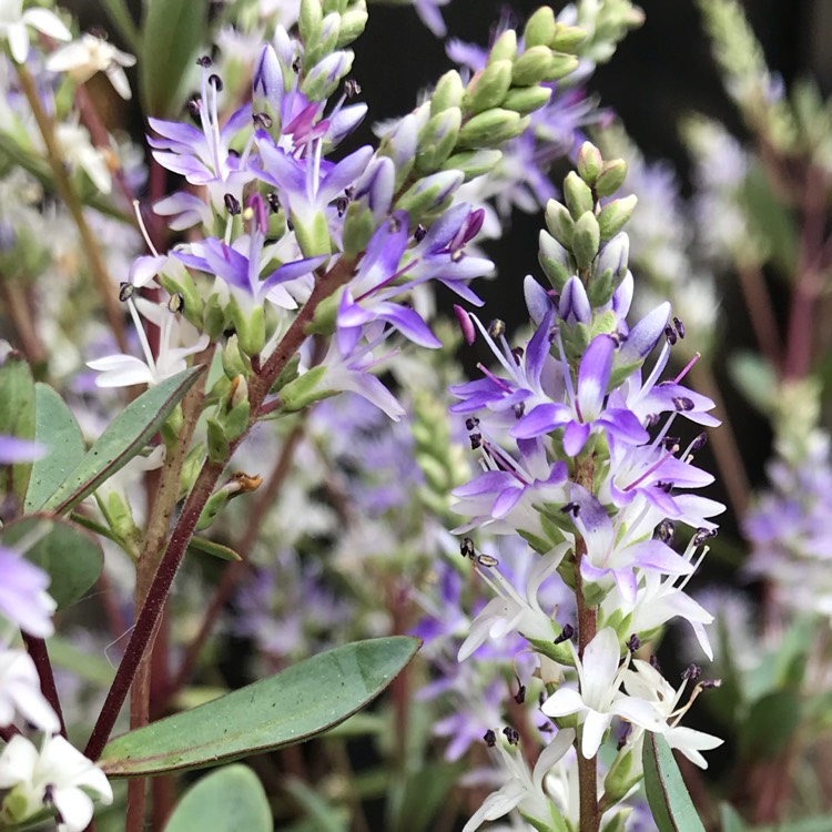 plant image 773507