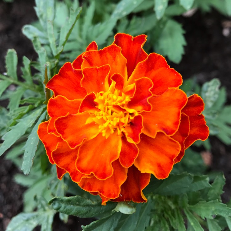 plant image 773528