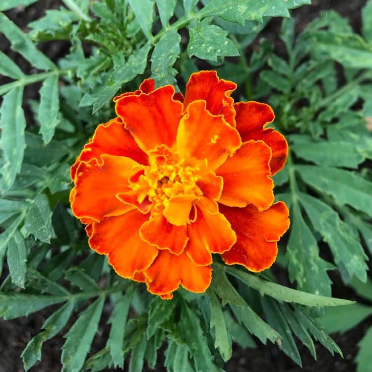 plant image 773529