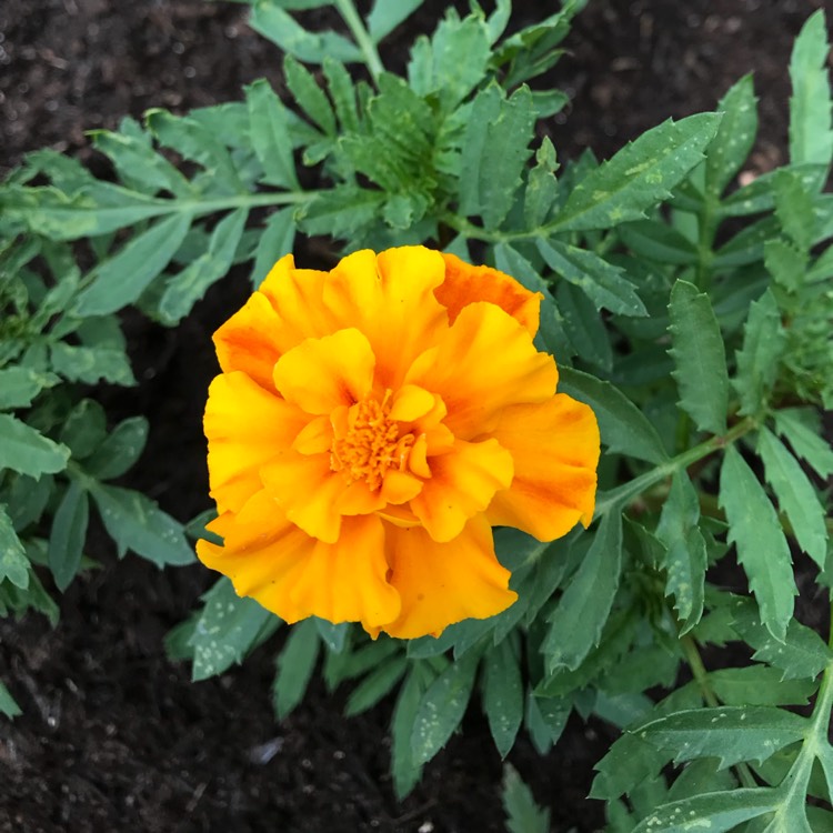 plant image 773530