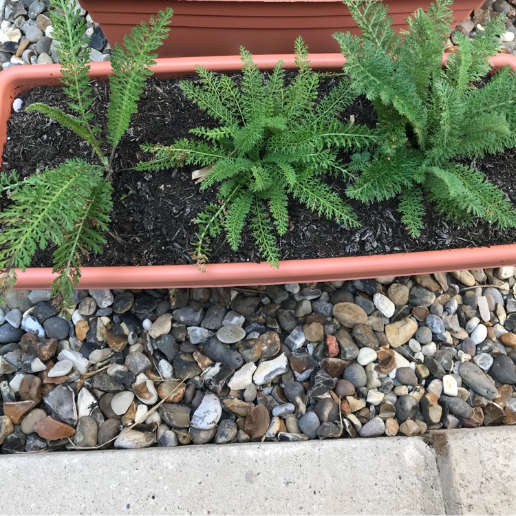plant image 774407 plant image 774407