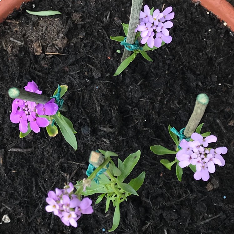 plant image 774408 plant image 774408