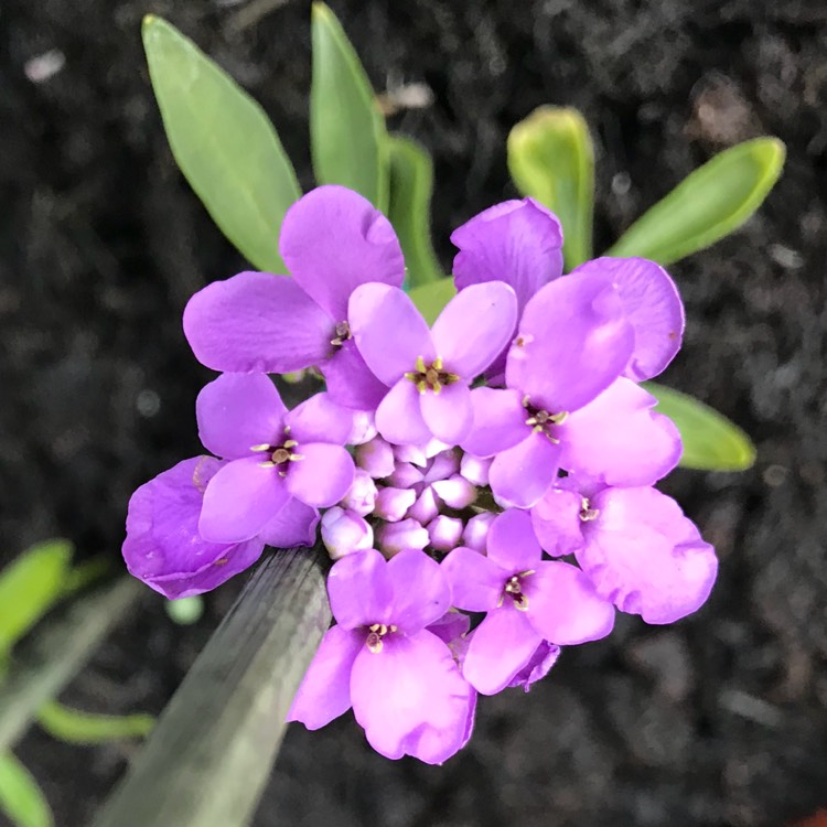 plant image 778744 plant image 778744