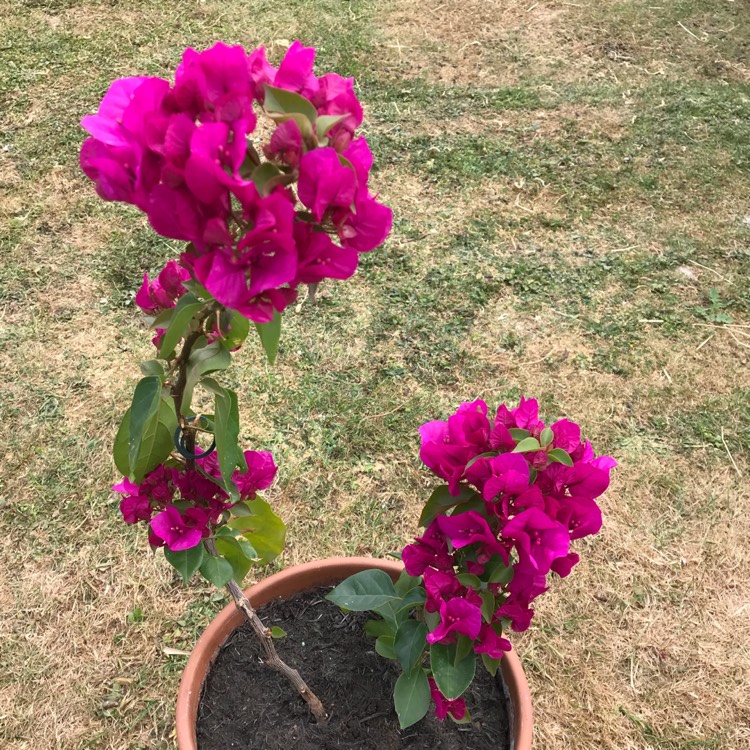 plant image 778756 plant image 778756