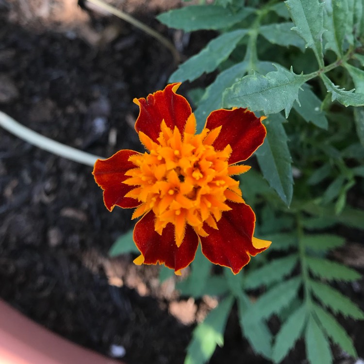 plant image 779266