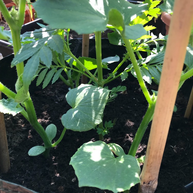 plant image 779269