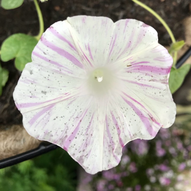 plant image 779793