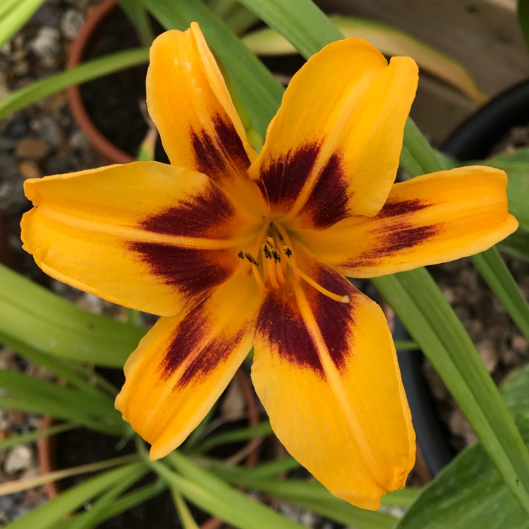 plant image 779795 plant image 779795