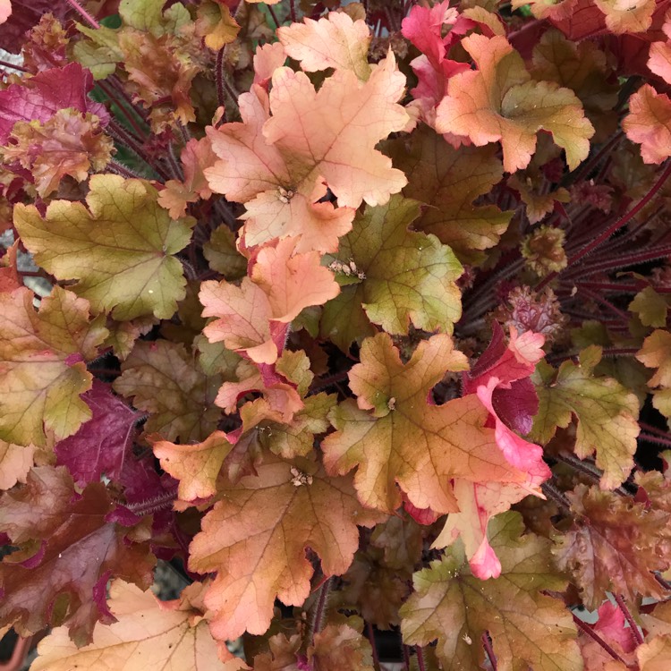 plant image 781220 plant image 781220