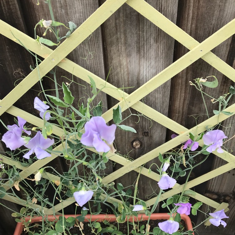 Plant image Lathyrus Odoratus 'Chatsworth'