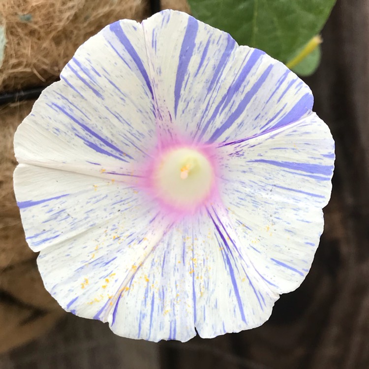 plant image 782042