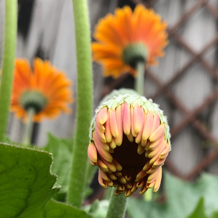 plant image 783465 plant image 783465