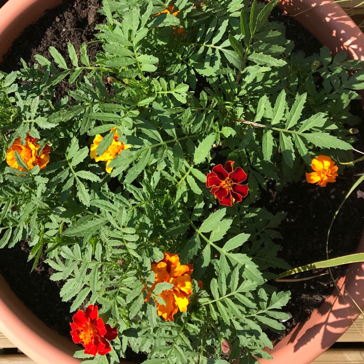 plant image 784968