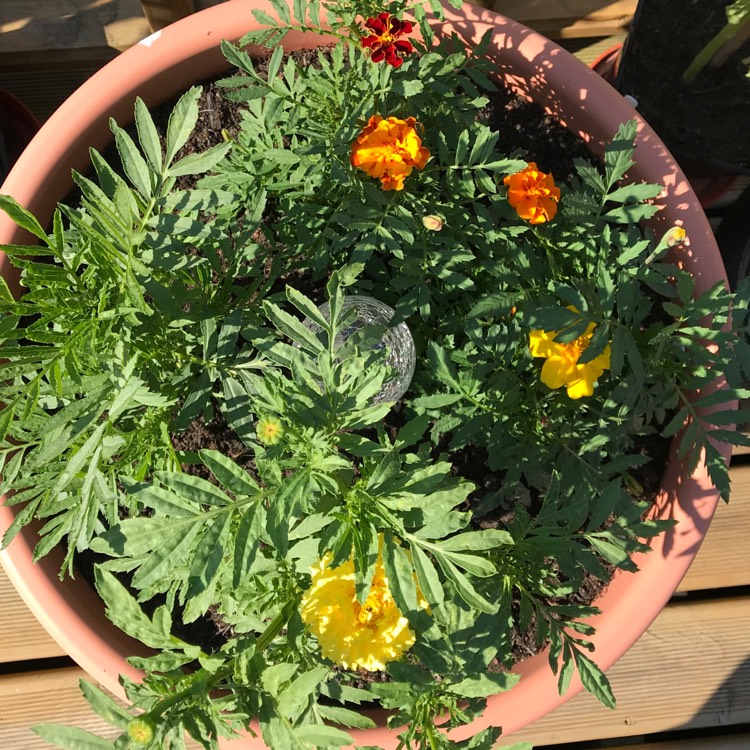 plant image 784970