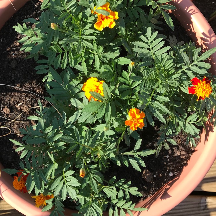 plant image 784974