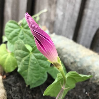 Ipomoea purpurea 'Carnival de Venezia'