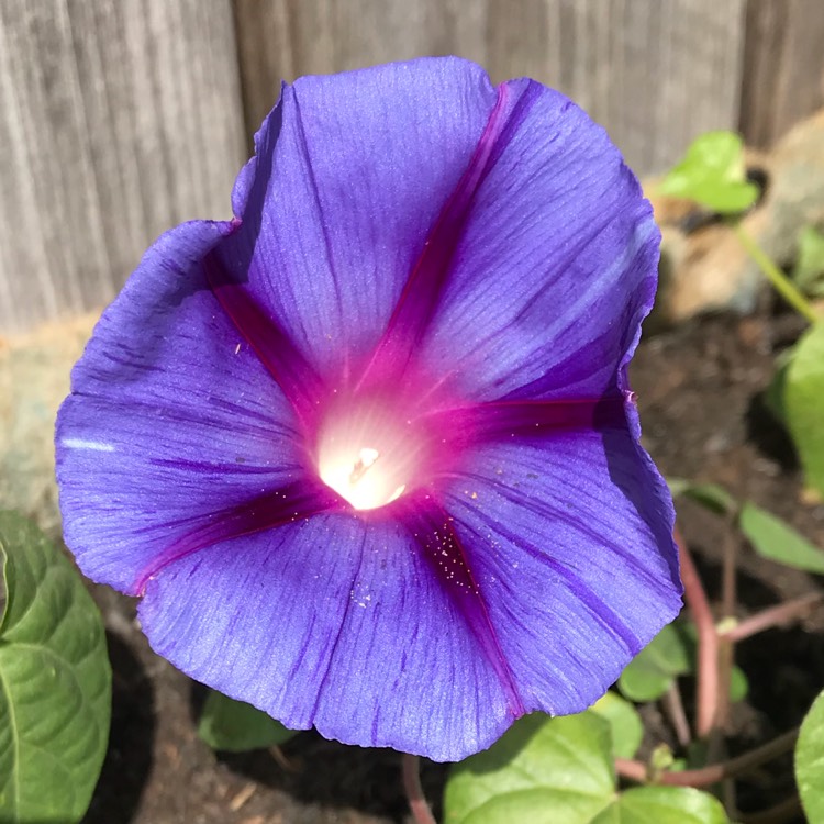 plant image 789216