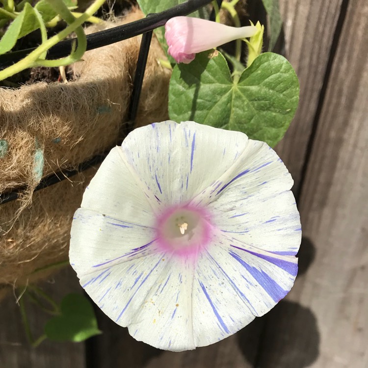 plant image 789218