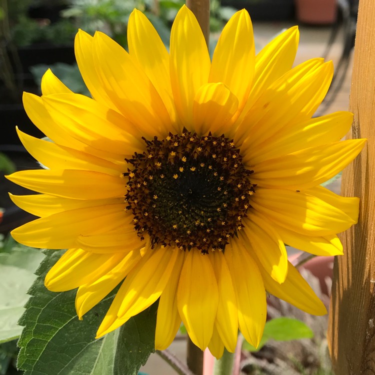 plant image 790420