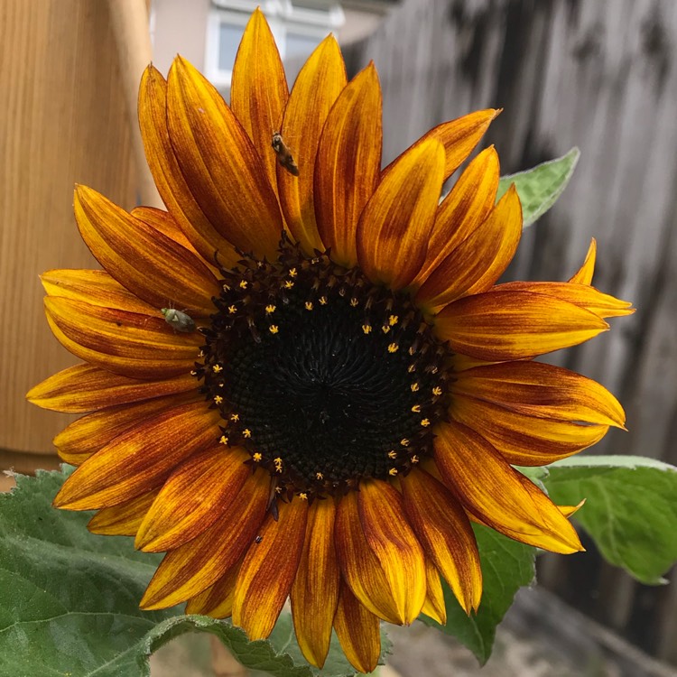 plant image 790421