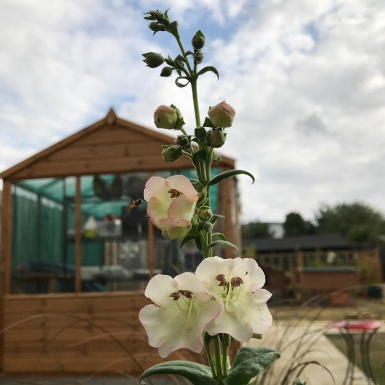 plant image 791348