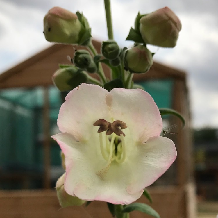 plant image 791349