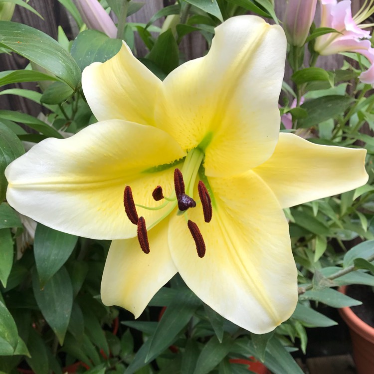 plant image 791356 plant image 791356