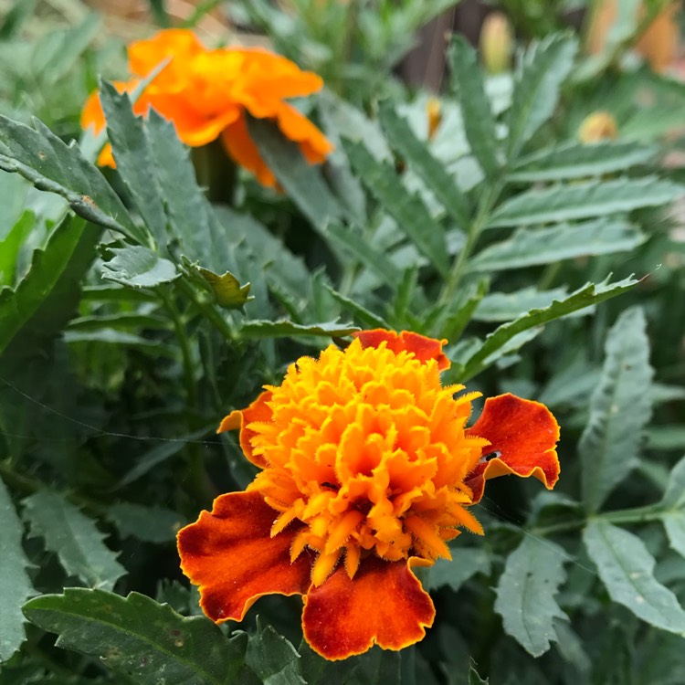 plant image 791361