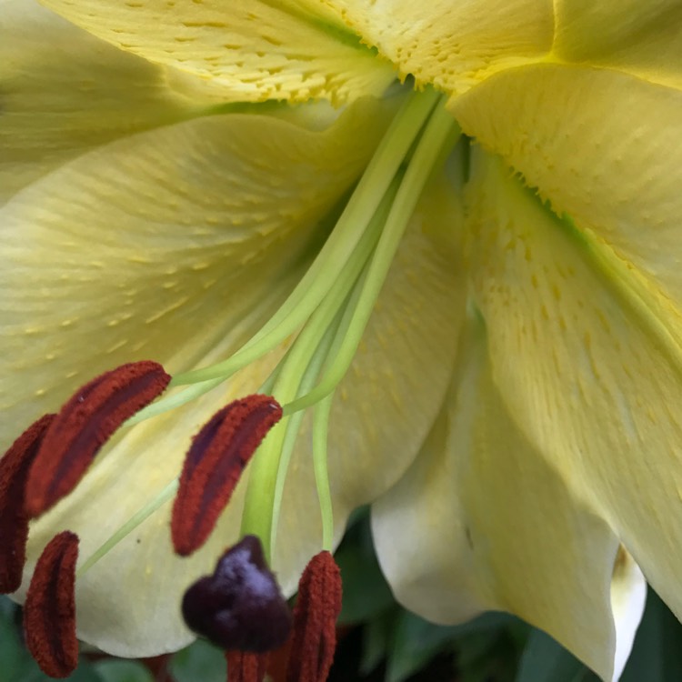 plant image 791372 plant image 791372