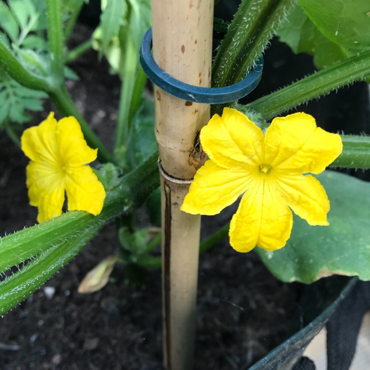 Plant image Cucumis Sativus 'Marketmore'