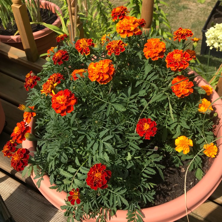 plant image 808188