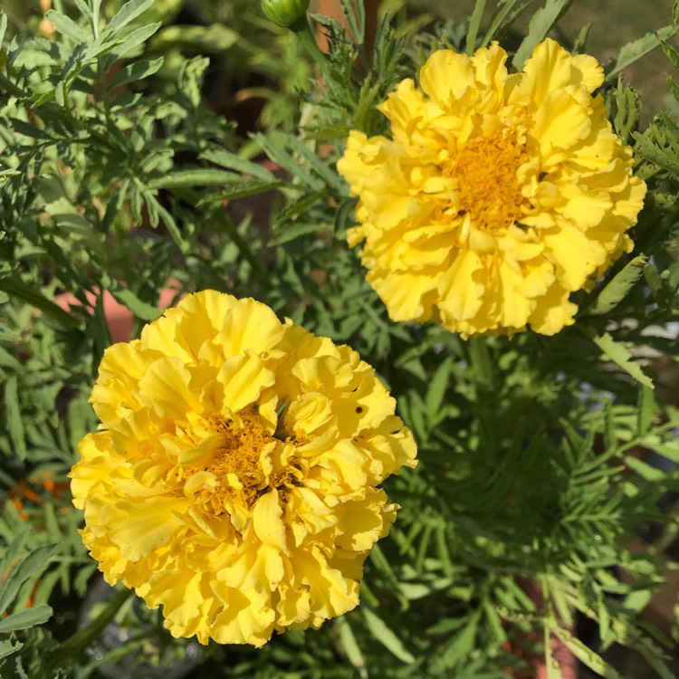 plant image 808189 plant image 808189