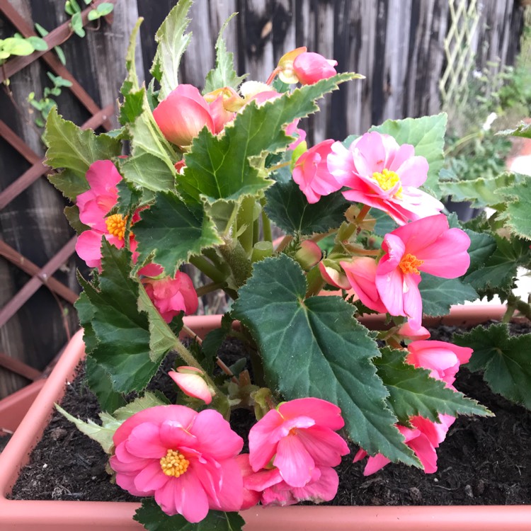 plant image 808196