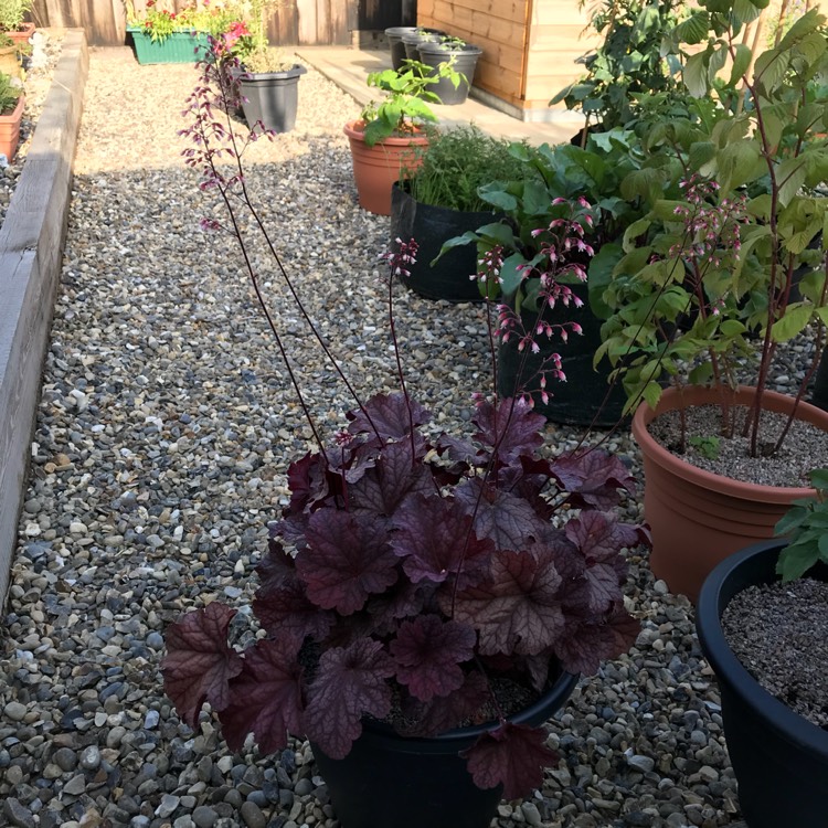 plant image 810564 plant image 810564