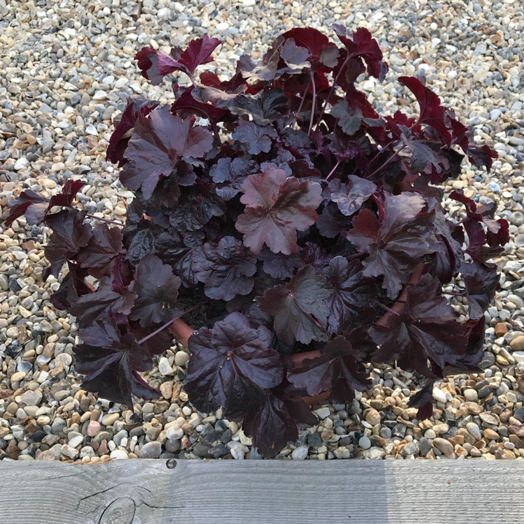 plant image 810565 plant image 810565