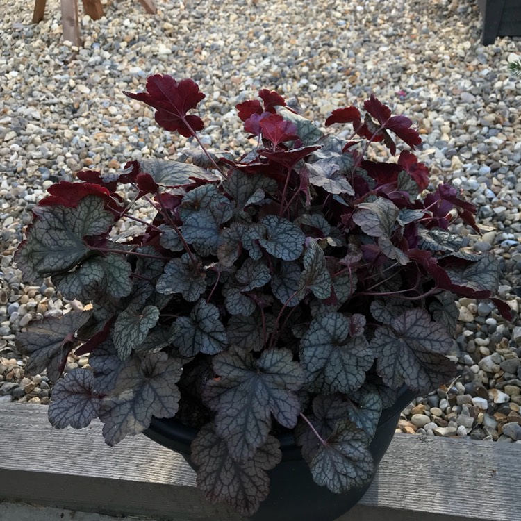 plant image 810568 plant image 810568