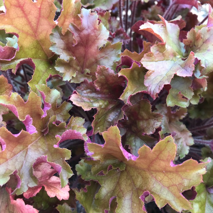 plant image 810572 plant image 810572
