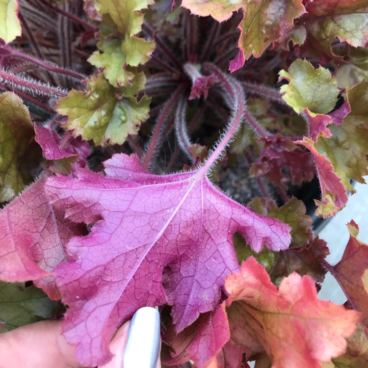 plant image 810574 plant image 810574