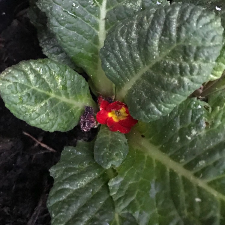 plant image 813695