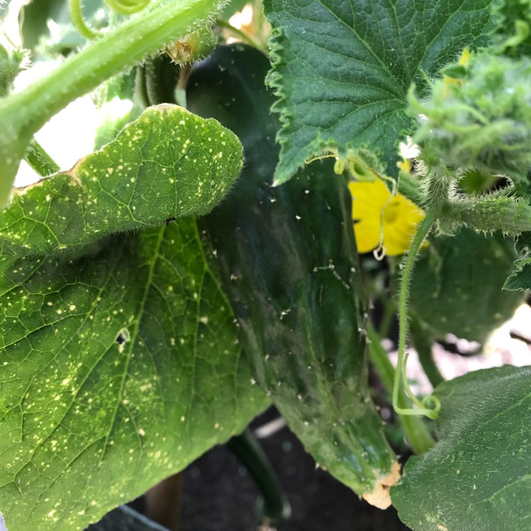 plant image 813710