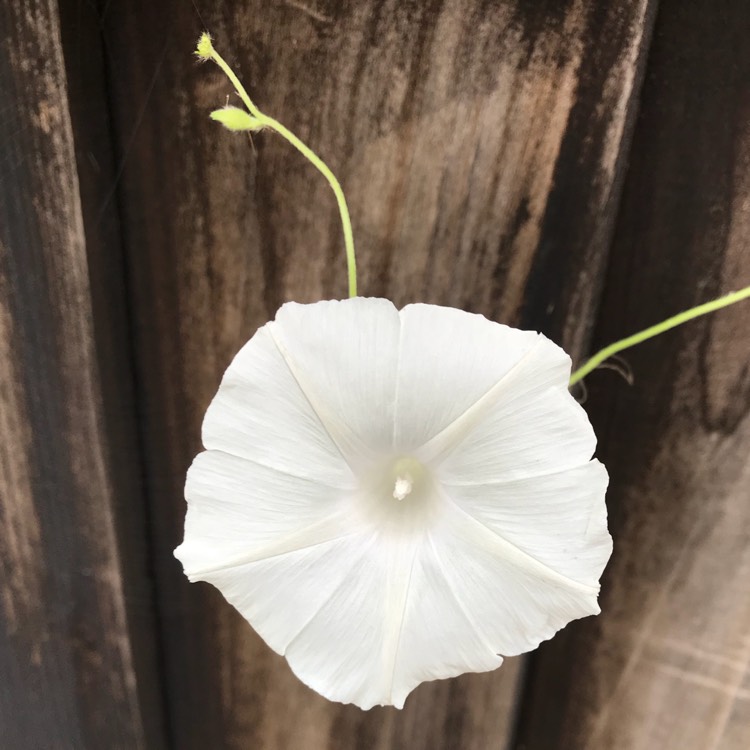 plant image 813715