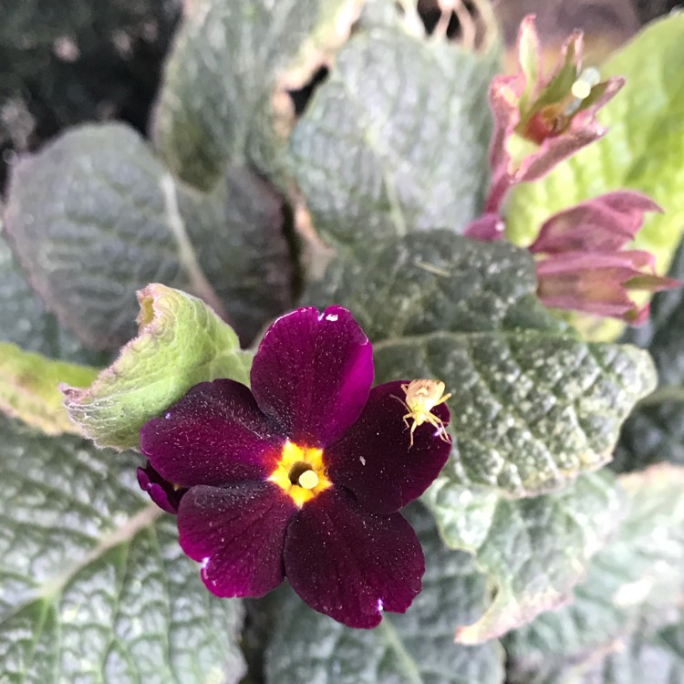plant image 815341