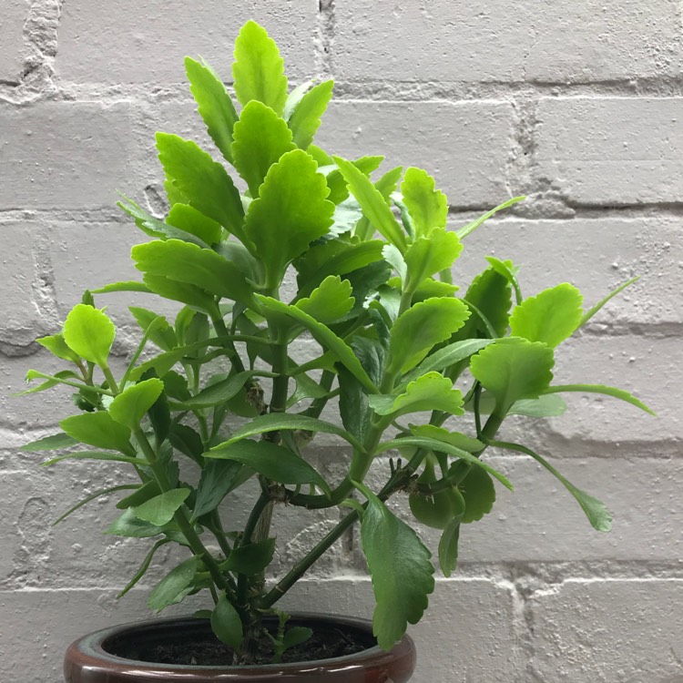 plant image 818953