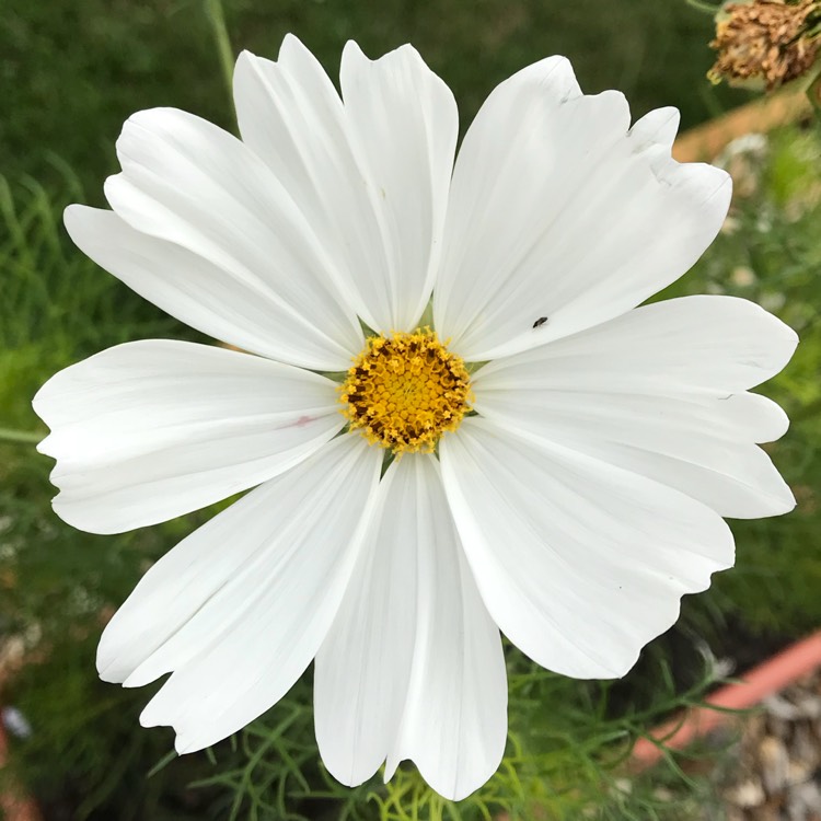 Cosmos Bipinnatus 'Purity', Cosmea 'Purity' - uploaded by @kez001uk