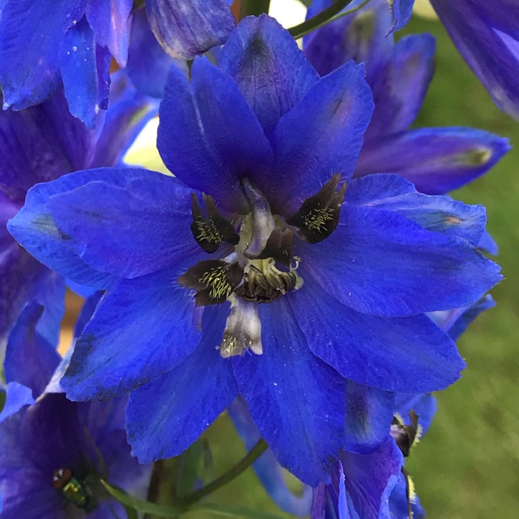 plant image 822374 plant image 822374