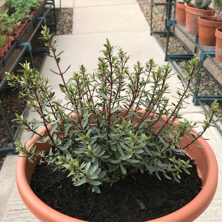 plant image 822616
