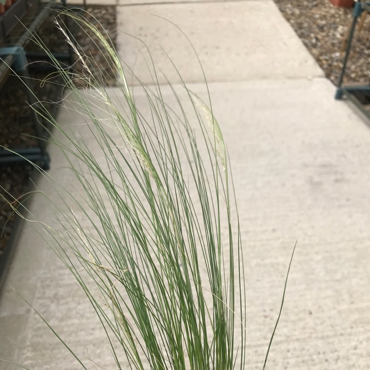 plant image 822627 plant image 822627