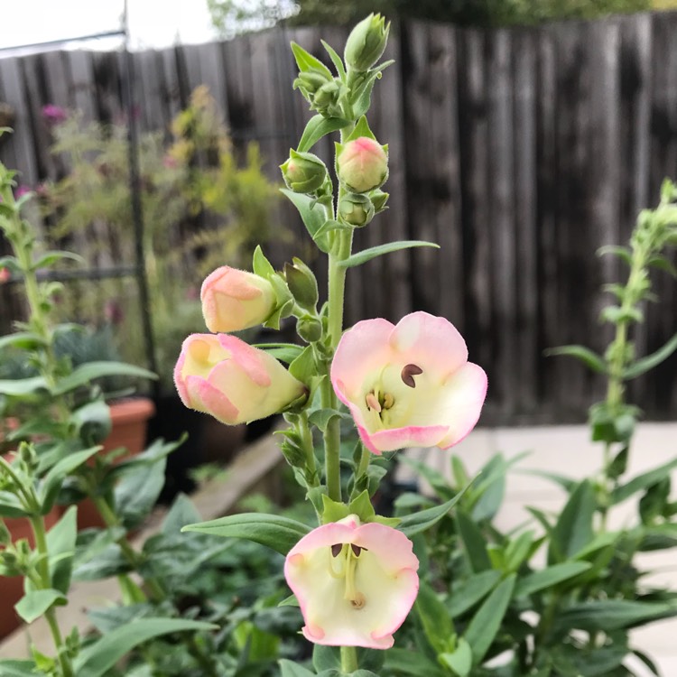 Plant image Penstemon cobaea