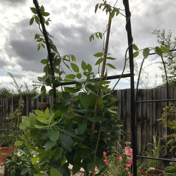 plant image 822727 plant image 822727