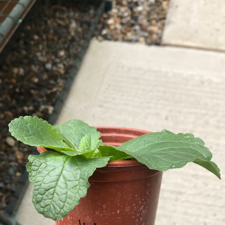 plant image 822746 plant image 822746
